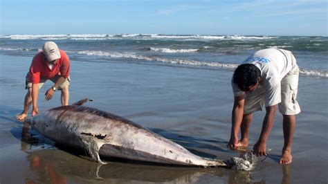 900 dolphins 'died of natural causes' - ABC News