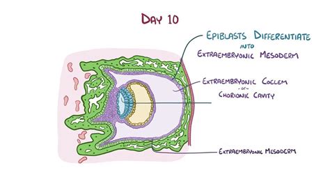 Development of the fetal membranes: Video & Anatomy | Osmosis