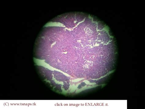 Histology Slides Database: pancreas histology slides