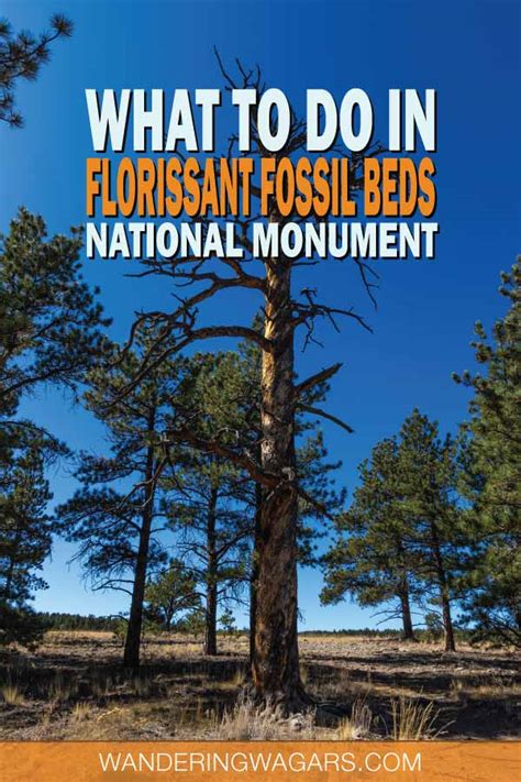 Explore a 34 Million-Year-Old Forest at Florissant Fossil Beds National Monument - Wandering ...