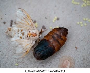 156 Silkworm Hatching Images, Stock Photos & Vectors | Shutterstock