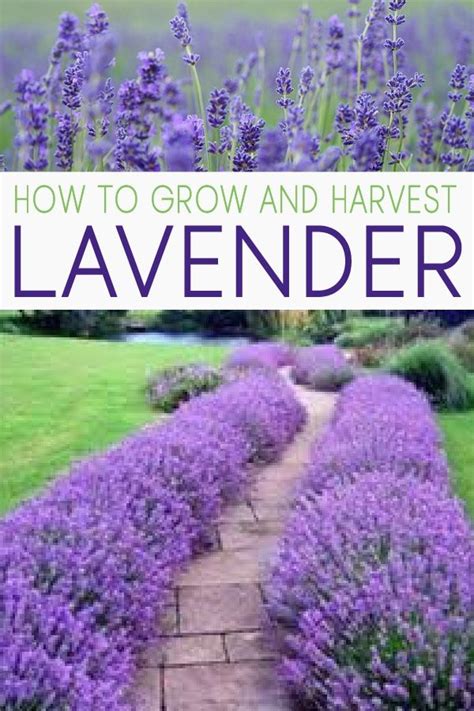 18 lavender plants Landscaping ideas