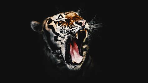 Desktop Tiger 4k Wallpapers - Wallpaper Cave