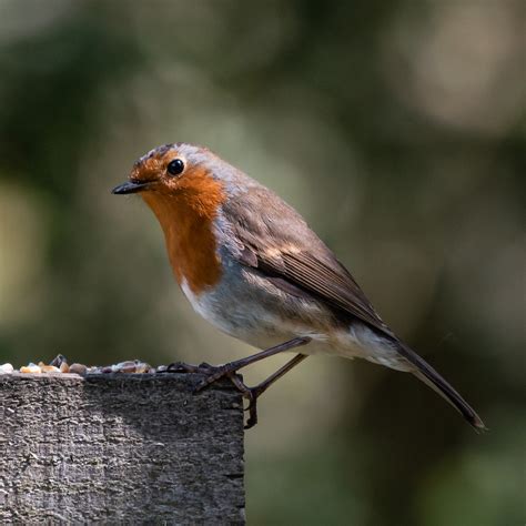 Beginners Wildlife Photography Course UK