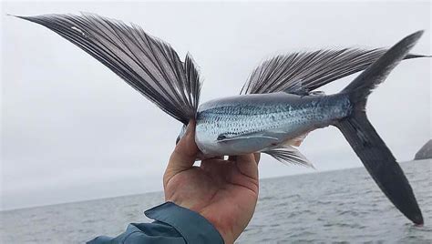 Flying Fish - A Bird in the Hand - FECOP