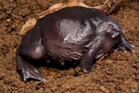 Mystery Creature revealed – the Indian Purple Frog – Dr. How's Science Wows