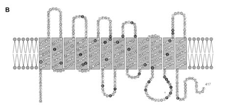 Structure and topology of Rh polypeptides. (A) Alignment of RhD with... | Download Scientific ...