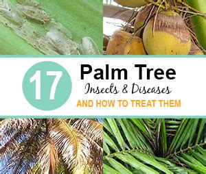 palm-tree-insects-and-diseases-featured | Florida Palm Trees