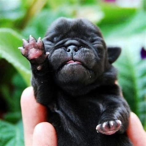 40 Adorable Pictures of Baby Animals just Born