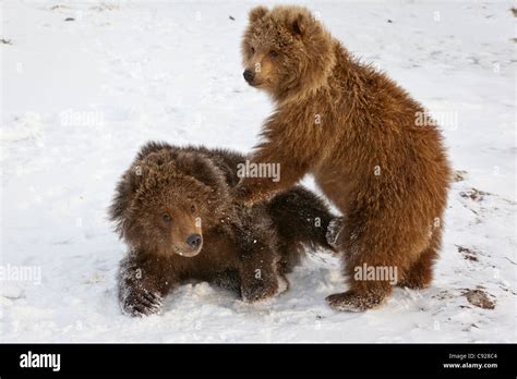 CAPTIVE: Pair of Kodiak brown bear cubs play and wrestle in the snow at Alaska Wildlife ...