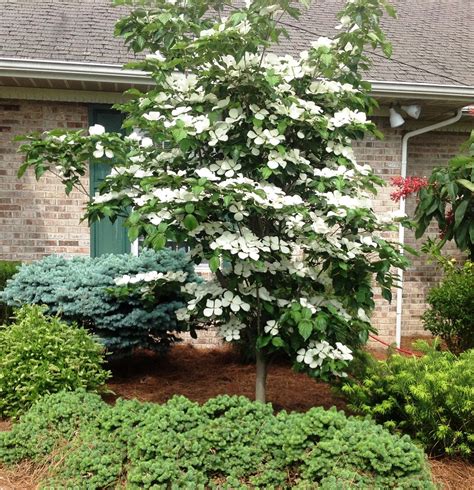 Venus® Dogwood | Flower landscape, Front yard landscaping, Plants