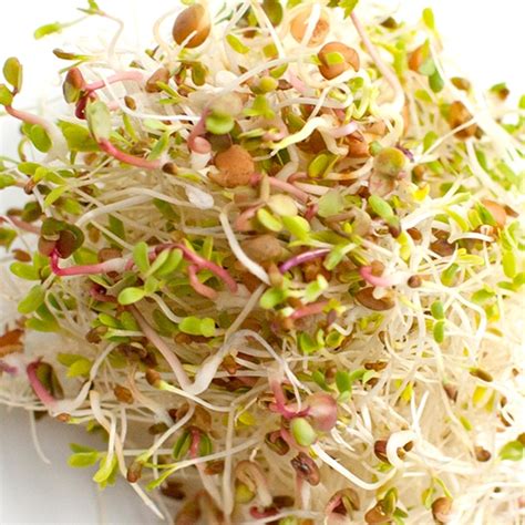 Deli Sprouts – Eatmore Sprouts & Greens Ltd.