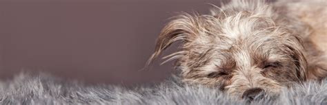 How To Deal With Hairballs In Your Dog | My Pet Needs That