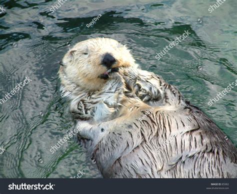 A Sea Otter Eating Some Clams. Stock Photo 85982 : Shutterstock