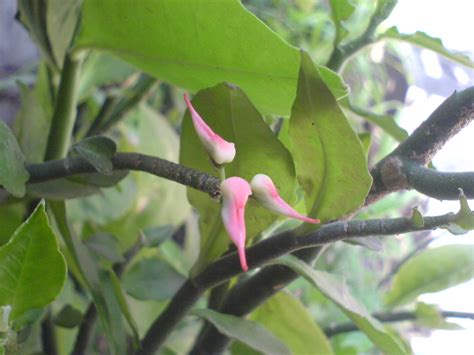 Pedilanthus tithymaloides | Euphorbiaceae (castor, euphorbia… | Flickr