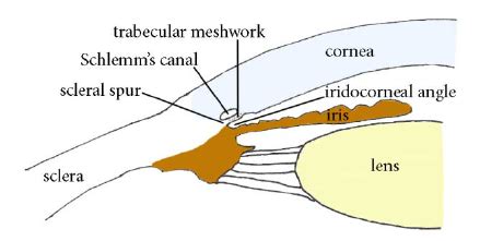 Anatomic Narrow Angles