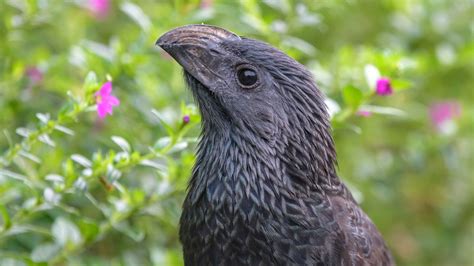 Groove-billed Ani | Audubon Field Guide