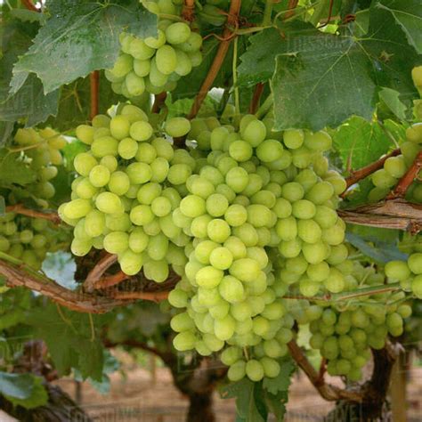 Agriculture - Mature Thompson Seedless Table Grapes On The Vine ...