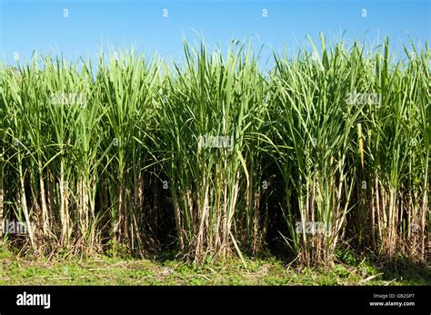 Sugar Cane crops in Mexico Stock Photo - Alamy