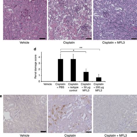 Fas ligand (FasL)-mediated apoptosis in primary isolated murine thick... | Download Scientific ...