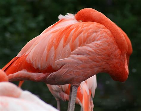 File:Caribbean Flamingo2 (Phoenicopterus ruber) (0424) - Relic38.jpg - Wikipedia, the free ...