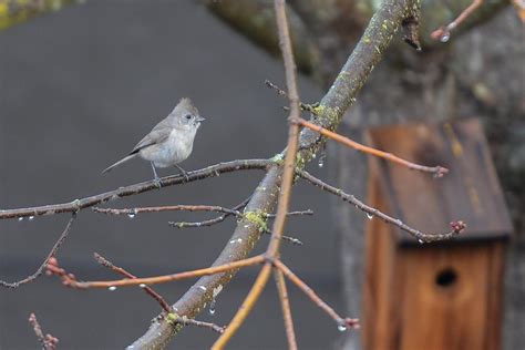 Oak Titmouse pair builds a nest, watch a video — Beth Ann Mathews ...