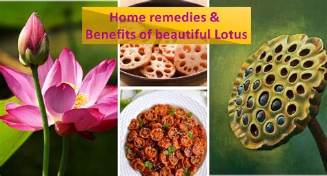 Lotus health benefits and remedies - HealthyLife | WeRIndia