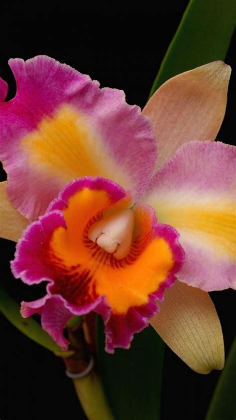 orchids, flowers, close-up, bright | Orchid flower, Amazing flowers, Beautiful orchids