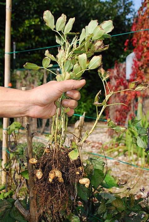 How To Grow Peanuts – Eco Snippets