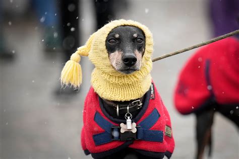 Not Best In Show: First Day Of Crufts Dog Show Is Best In Snow | Weather.com