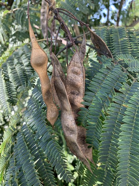 Supposer Refus double tree seed pod identification pictures ...