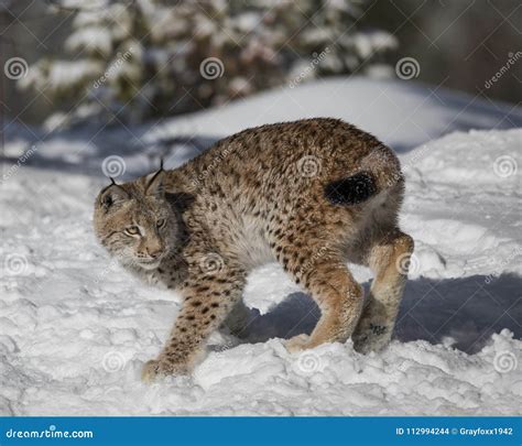 Siberian Lynx Cub stock photo. Image of winter, spots - 112994244