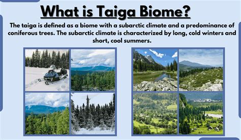 Taiga Biome-Characteristics, Location, Climate, Temperature, and Examples