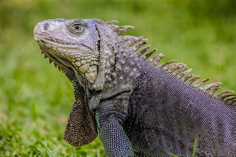 Close up of a Iguana stock photo. Image of reptilian - 134486824