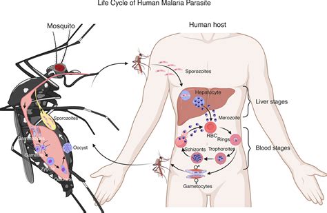 Frontiers | Type I Interferons and Malaria: A Double-Edge Sword Against a Complex Parasitic Disease