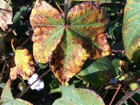 Potassium Deficiency in Cotton | Mississippi Crop Situation