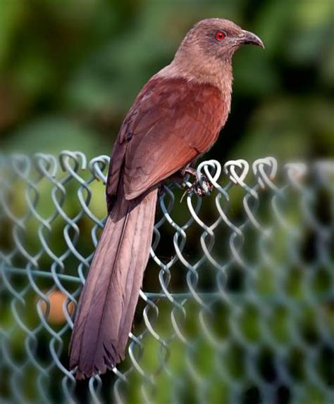 Andaman (brown) coucal | Birds of India | Bird World