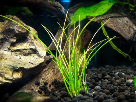 Dwarf Hairgrass Eleocharis Parvula Live Aquarium Plants BUY 2 | Etsy