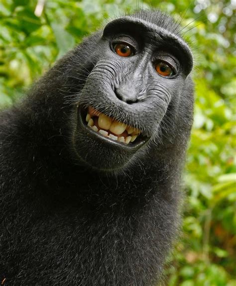 PsBattle: monkey with yellow teeth : r/photoshopbattles