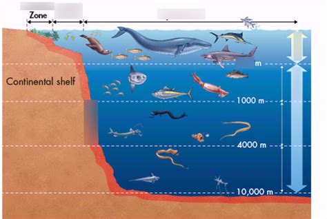 A Biodiverse Marine Ecosystem Science Learning Hub - vrogue.co