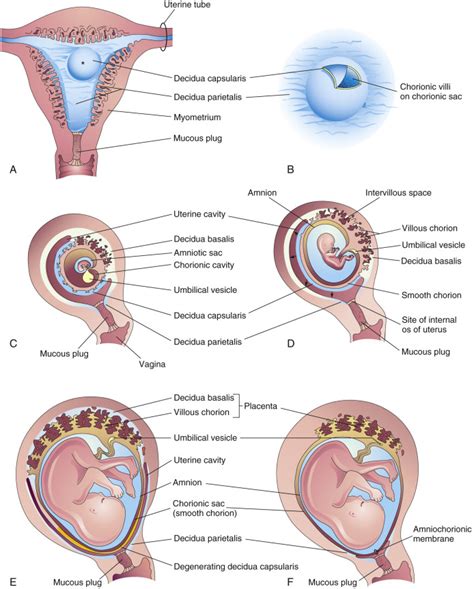 Placenta and Fetal Membranes | Obgyn Key