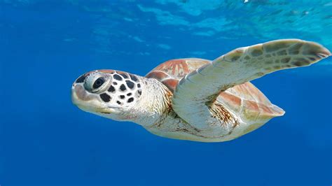 Are Turtle’s the Coolest Underwater Creatures? | Aussie Divers Phuket