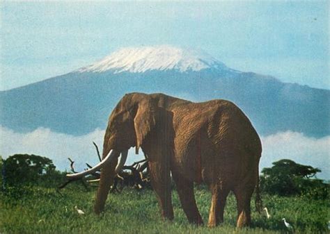 Mt Kilimanjaro & Elephant East Africa | Wildlife nature, Elephant, East africa