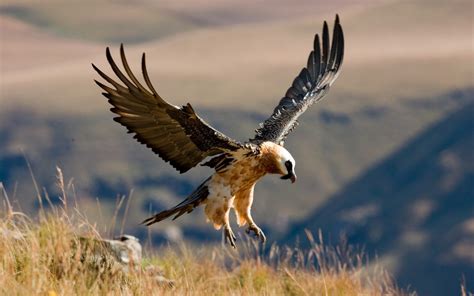 Bearded Vulture - Project Vulture