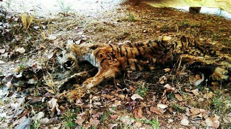 Second tiger death in 7 days at Chandrapur, poaching ruled out | india ...