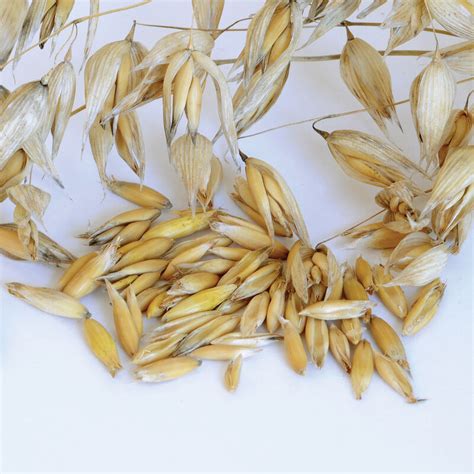 Oats (Common) - Organic Cover Crop Seed | Johnny's Selected Seeds