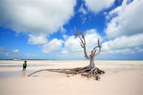 The lone tree at Harbour Island/Eleuthera/Bahamas | The lone… | Flickr