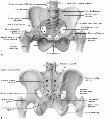 Human Pelvis Posterior