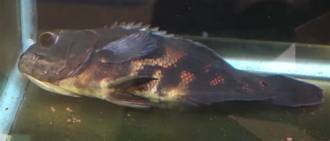 Why Do My Oscar Fish Keep Dying? {How Can I Prevent It?}