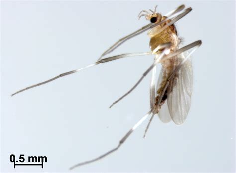 New or little-known Boreoheptagyia (Diptera, Chironomidae) in China inferred from morphology and ...